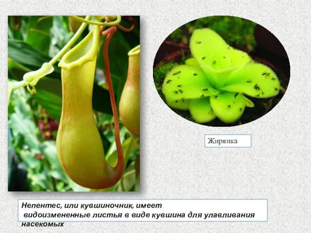 Жирянка Непентес, или кувшиночник, имеет видоизмененные листья в виде кувшина для улавливания насекомых