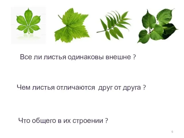 Все ли листья одинаковы внешне ? Чем листья отличаются друг
