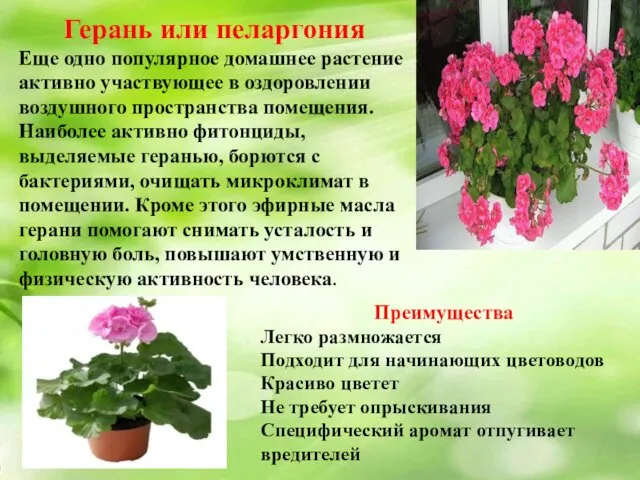 Герань или пеларгония Еще одно популярное домашнее растение активно участвующее