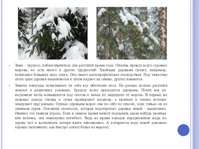 Зима - трудное, неблагоприятное для растений время года. Опасны прежде всего суровые морозы,