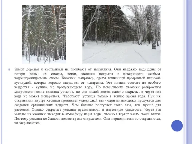 Зимой деревья и кустарники не погибают от высыхания. Они надежно защищены от потери