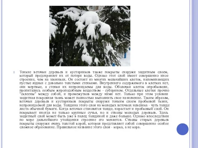 Тонкие веточки деревьев и кустарников также покрыты снаружи защитным слоем, который предохраняет их