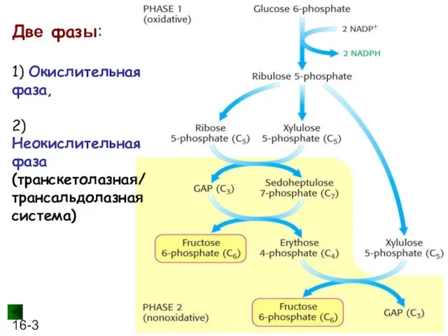 Две фазы: 1) Окислительная фаза, 2) Неокислительная фаза (транскетолазная/трансальдолазная система)