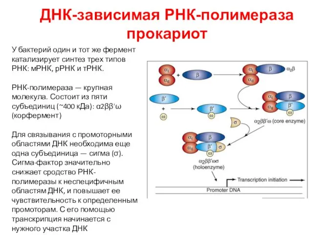 ДНК-зависимая РНК-полимераза прокариот У бактерий один и тот же фермент