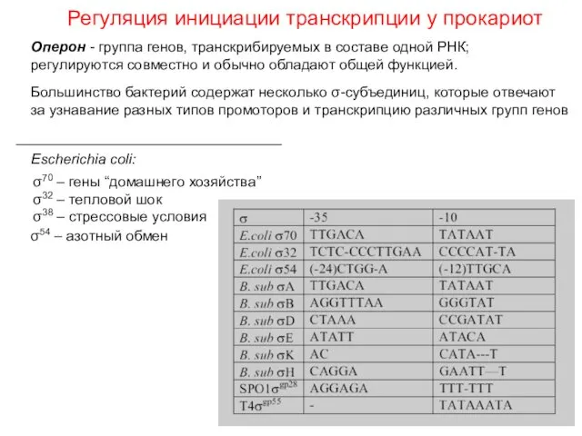 σ70 – гены “домашнего хозяйства” σ32 – тепловой шок σ38