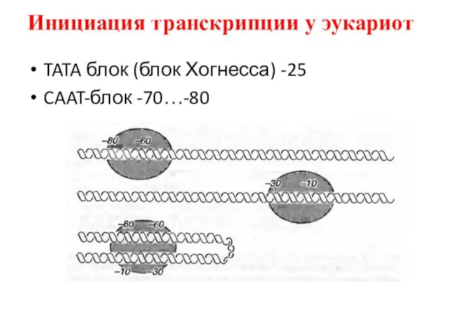 Инициация транскрипции у эукариот TATA блок (блок Хогнесса) -25 CAAT-блок -70…-80