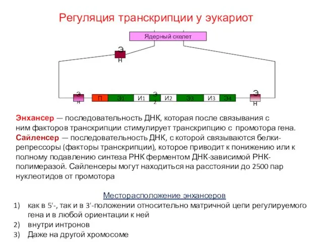 Регуляция транскрипции у эукариот Энхансер — последовательность ДНК, которая после