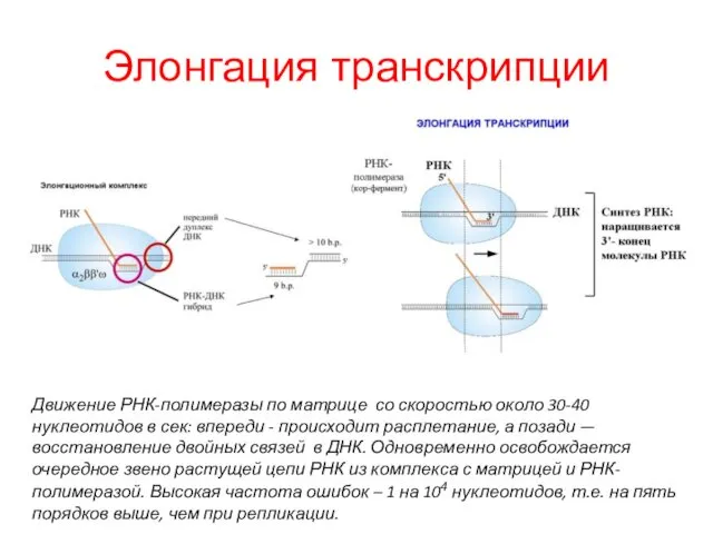 Элонгация транскрипции Движение РНК-полимеразы по матрице со скоростью около 30-40