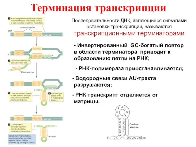 - Инвертированный GC-богатый повтор в области терминатора приводит к образованию