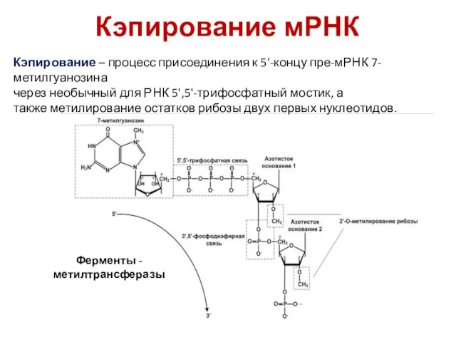 Кэпирование мРНК Кэпирование – процесс присоединения к 5'-концу пре-мРНК 7-метилгуанозина