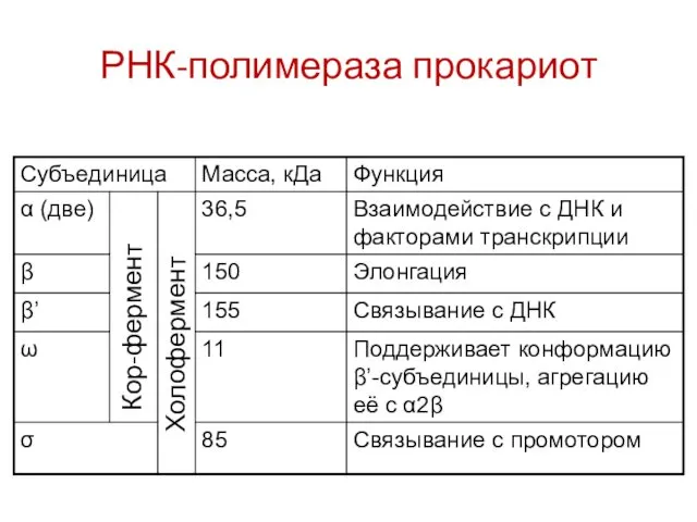 РНК-полимераза прокариот Кор-фермент Холофермент