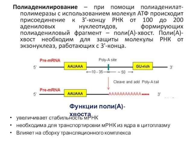 увеличивает стабильность мРНК необходима для транспортировки мРНК из ядра в