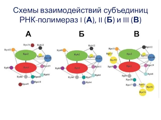 Схемы взаимодействий субъединиц РНК-полимераз I (А), II (Б) и III (В) А Б В