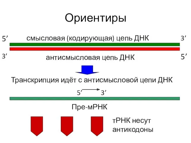 Ориентиры 5’ 3’ 3’ 5’ смысловая (кодирующая) цепь ДНК антисмысловая