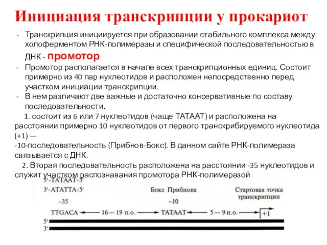 Инициация транскрипции у прокариот Транскрипция инициируется при образовании стабильного комплекса