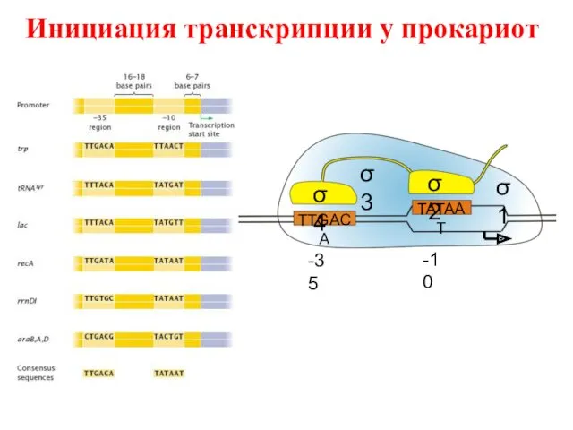 Инициация транскрипции у прокариот