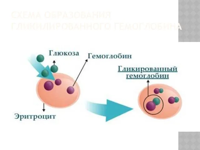 СХЕМА ОБРАЗОВАНИЯ ГЛИКИЛИРОВАННОГО ГЕМОГЛОБИНА