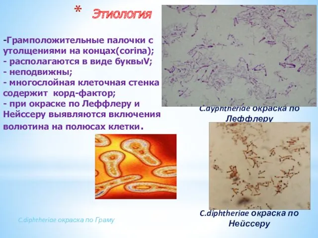 Этиология C.dyphtheriae окраска по Леффлеру -Грамположительные палочки с утолщениями на