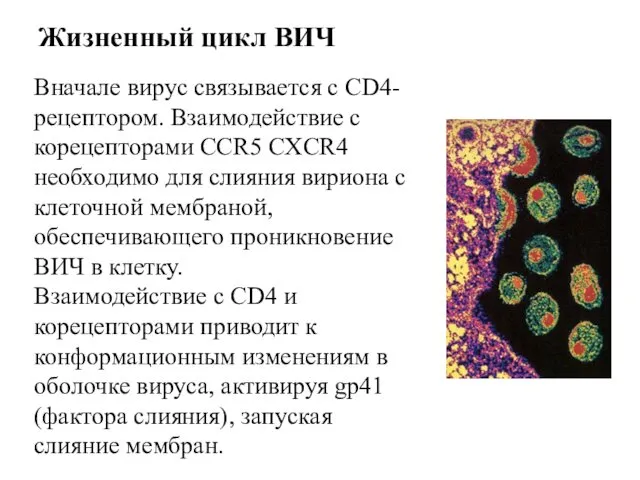 Жизненный цикл ВИЧ Вначале вирус связывается с CD4-рецептором. Взаимодействие с корецепторами CCR5 CXCR4