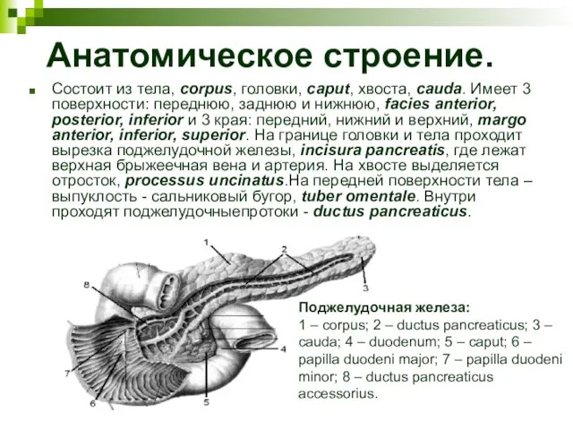 Анатомическое строение. Состоит из тела, corpus, головки, caput, хвоста, cauda.