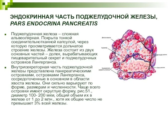 ЭНДОКРИННАЯ ЧАСТЬ ПОДЖЕЛУДОЧНОЙ ЖЕЛЕЗЫ, PARS ENDOCRINA PANCREATIS Поджелудочная железа –