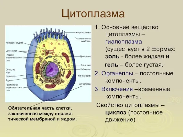 Цитоплазма 1. Основние вещество цитоплазмы – гиалоплазма (существует в 2 формах: золь -