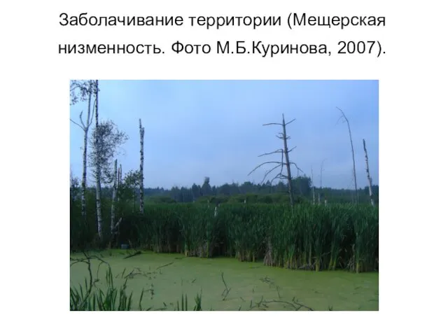 Заболачивание территории (Мещерская низменность. Фото М.Б.Куринова, 2007).