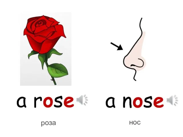 a rose a nose