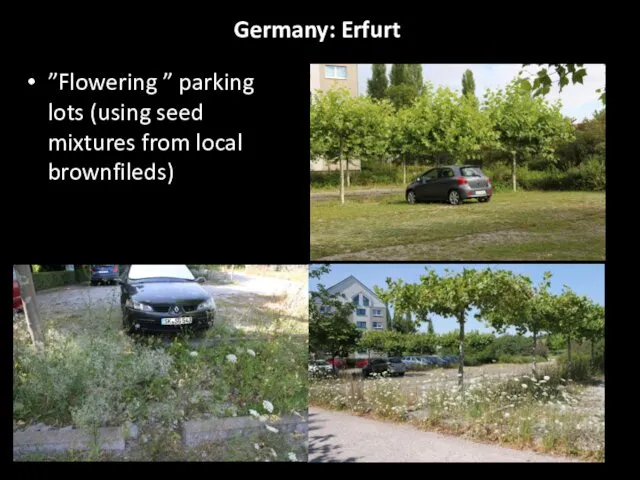 Germany: Erfurt ”Flowering ” parking lots (using seed mixtures from local brownfileds)
