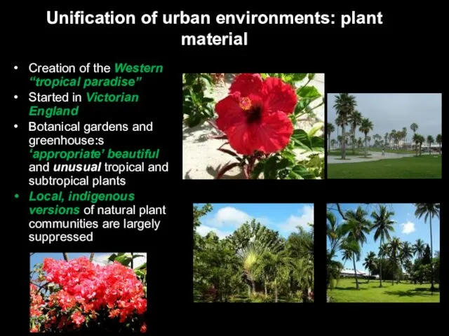 Unification of urban environments: plant material Creation of the Western “tropical paradise” Started