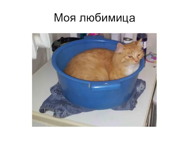 Моя любимица