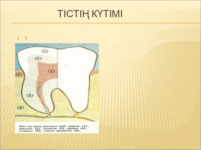 ТІСТІҢ КҮТІМІ \