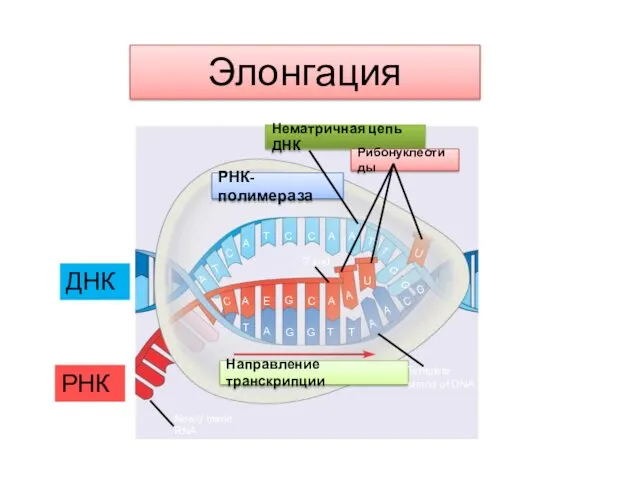 Элонгация ДНК РНК