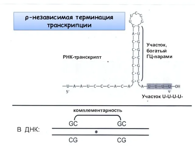 ρ-независимая терминация транскрипции Участок, богатый ГЦ-парами РНК-транскрипт Участок U-U-U-U- В ДНК: комплементарность