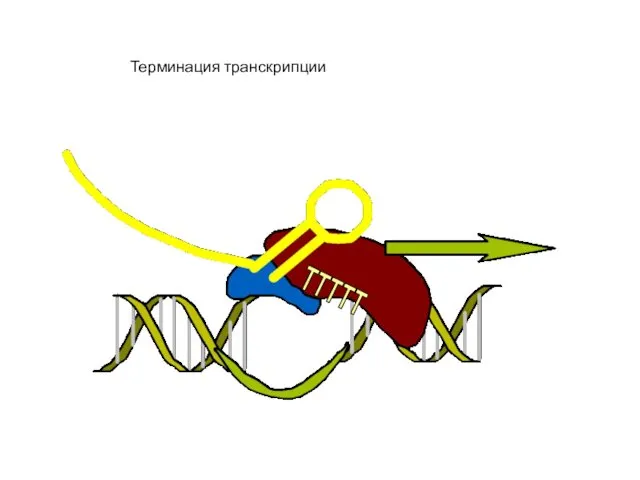 TTTTT Терминация транскрипции