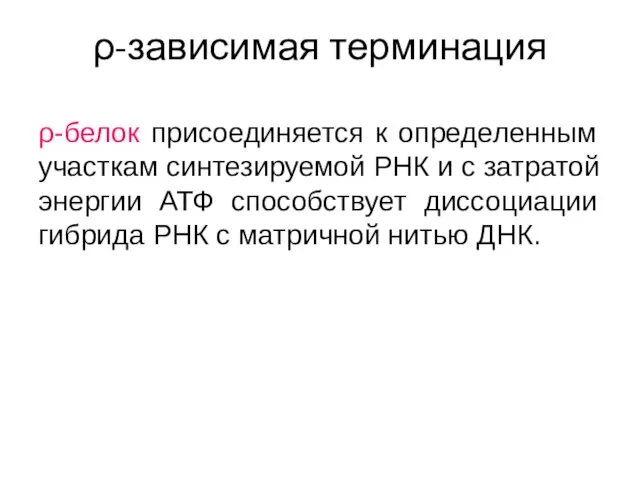 ρ-зависимая терминация ρ-белок присоединяется к определенным участкам синтезируемой РНК и