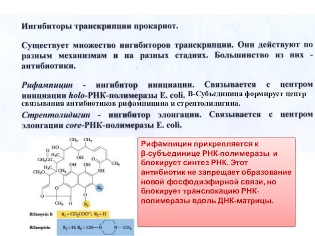 Рифампицин прикрепляется к β-субъединице РНК-полимеразы и блокирует синтез РНК. Этот