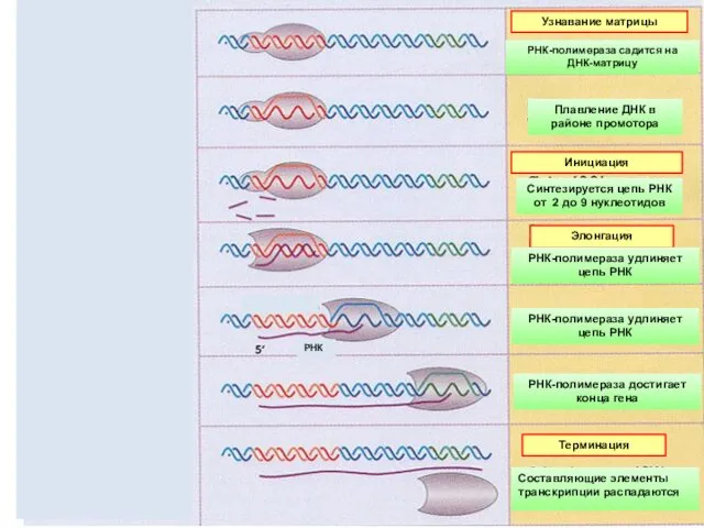 Узнавание матрицы РНК-полимераза садится на ДНК-матрицу Плавление ДНК в районе