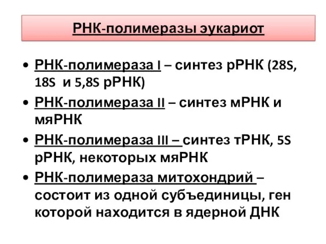 РНК-полимеразы эукариот РНК-полимераза I – синтез рРНК (28S, 18S и