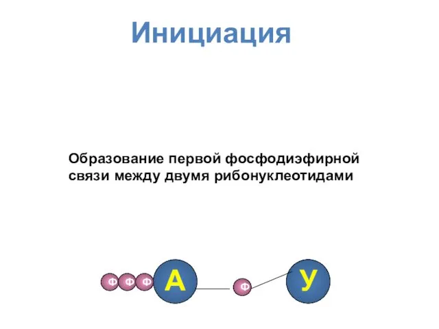 А Ф Ф Ф У Ф Инициация Образование первой фосфодиэфирной связи между двумя рибонуклеотидами