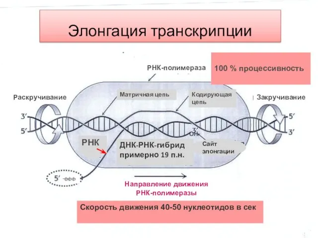 Элонгация транскрипции РНК-полимераза 100 % процессивность Раскручивание Кодирующая цепь Матричная