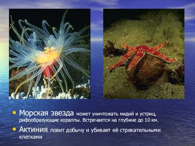 Морская звезда может уничтожать мидий и устриц, рифообразующие кораллы. Встречается