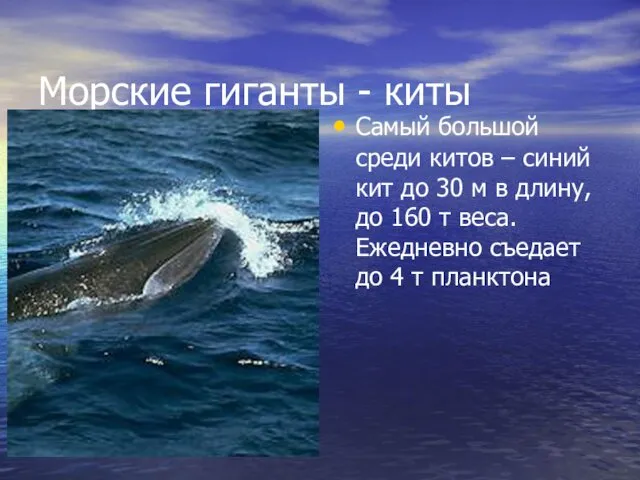 Морские гиганты - киты Самый большой среди китов – синий