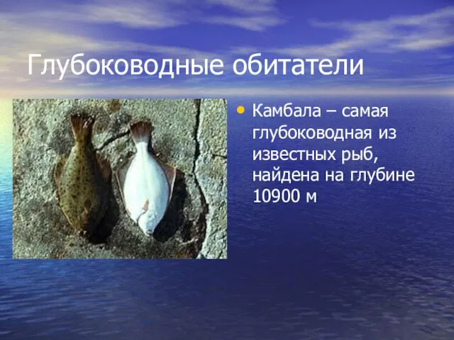 Глубоководные обитатели Камбала – самая глубоководная из известных рыб, найдена на глубине 10900 м