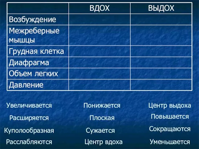 Центр вдоха Куполообразная Увеличивается Центр выдоха Уменьшается Сокращаются Расслабляются Сужается Расширяется Плоская Повышается Понижается