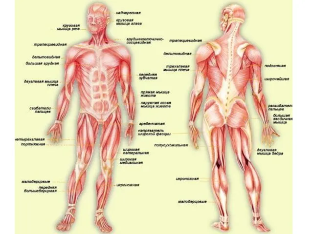 Строение мышц