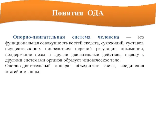 Понятия ОДА Опорно-двигательная система человека — это функциональная совокупность костей