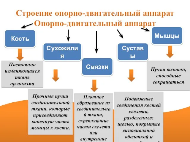 Строение опорно-двигательный аппарат Опорно-двигательный аппарат Связки Сухожилия Кость Суставы Мышцы