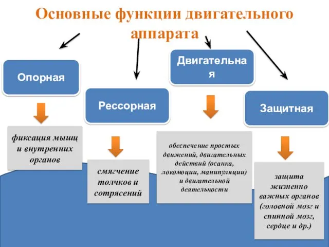 Основные функции двигательного аппарата Двигательная Опорная Защитная Рессорная фиксация мышц