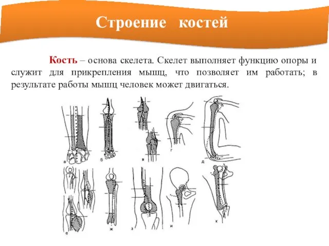 Строение костей Кость – основа скелета. Скелет выполняет функцию опоры